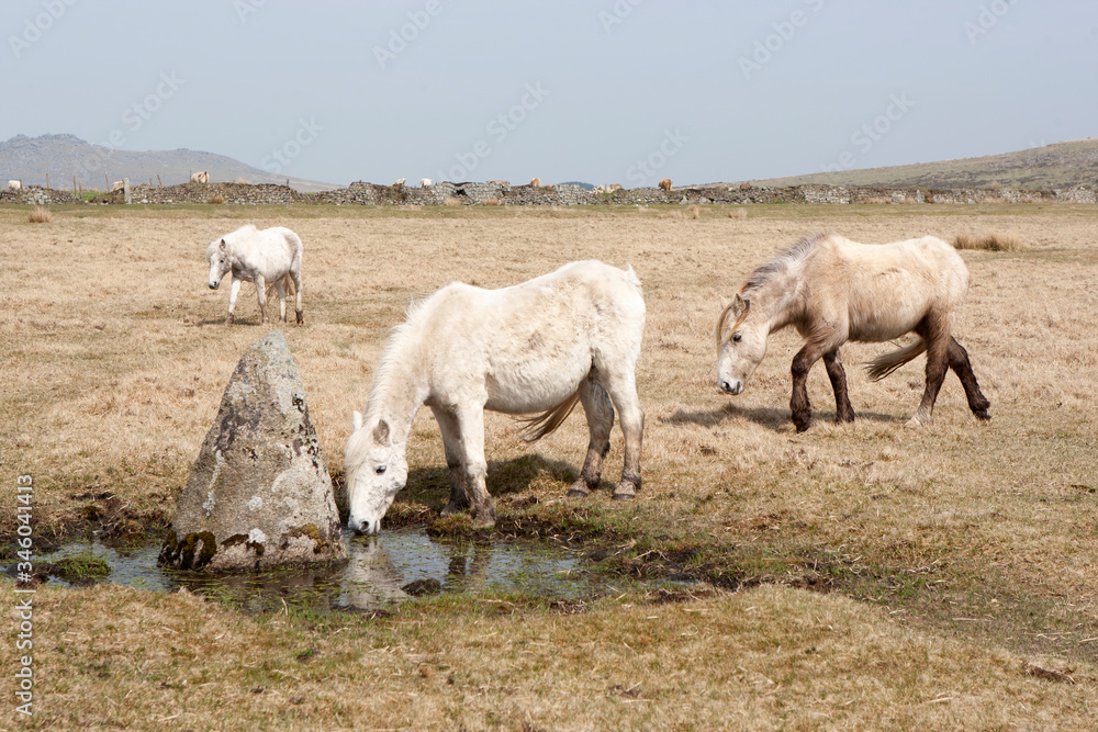 A white wild pony on Bodmin Moor, England drinks water from a small pool A white wild pony on Bodmin Moor, England drinks water from a small pool