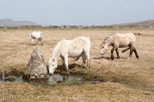 A white wild pony on Bodmin Moor, England drinks water from a small pool