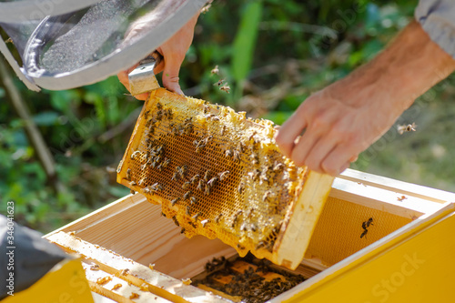Beekeeper is working with bees and beehives on apiary. Bees on honeycomb. Frames of bee hive. Beekeeping. Honey.