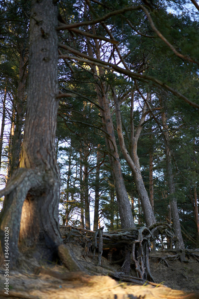 Fototapeta premium Tree with roots
