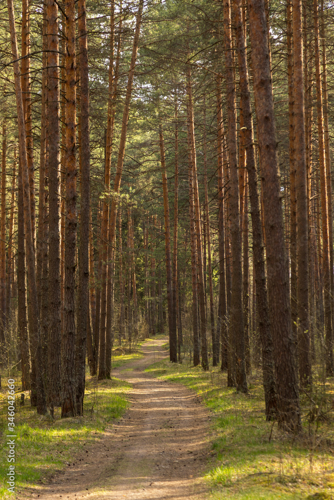 Forest path in sunlight, sun. Beautiful spring summer pine trees forest with road Forest path in sunlight, sun. Beautiful spring summer pine trees forest with road