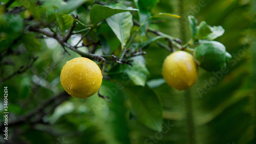 ripe yellow lemon hanging on a tree branch
