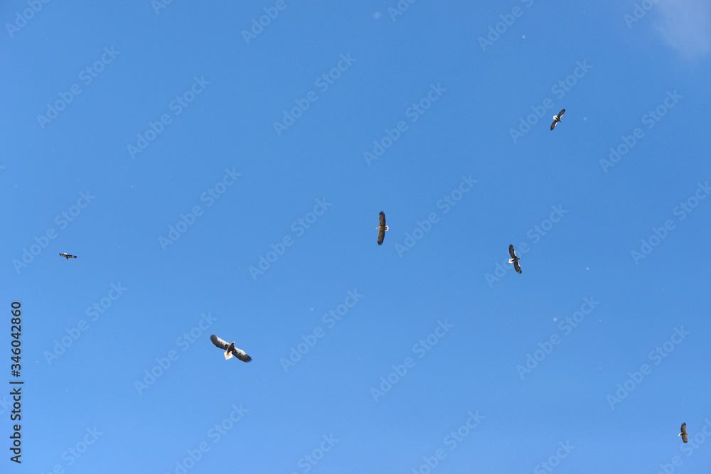 青空を飛ぶオオワシとオジロワシ（北海道・知床）