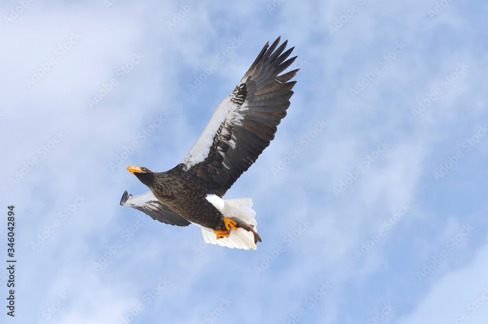 Obraz premium 魚を捕らえて飛ぶオオワシ（北海道・知床）