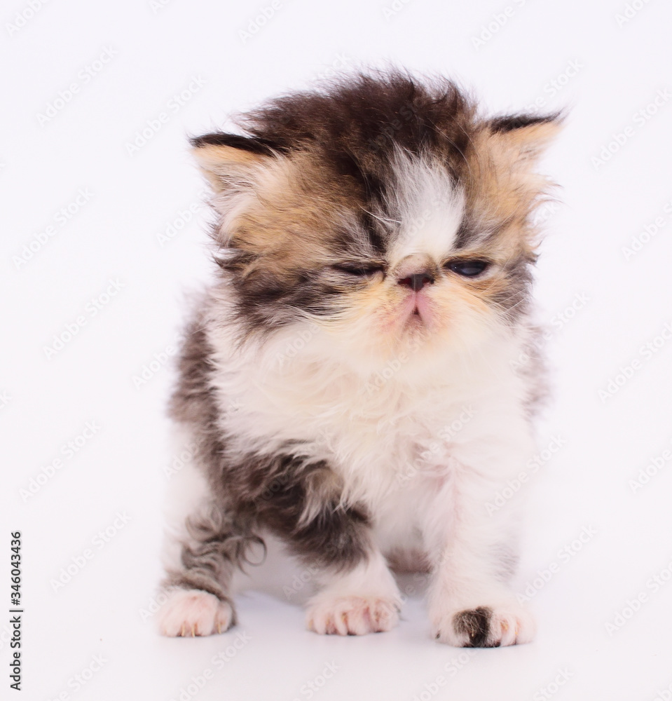 cute persian kitten
