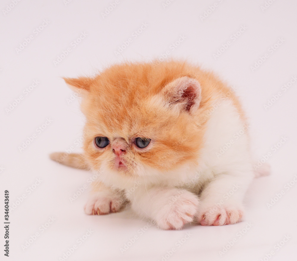 cute persian kitten cute persian kitten