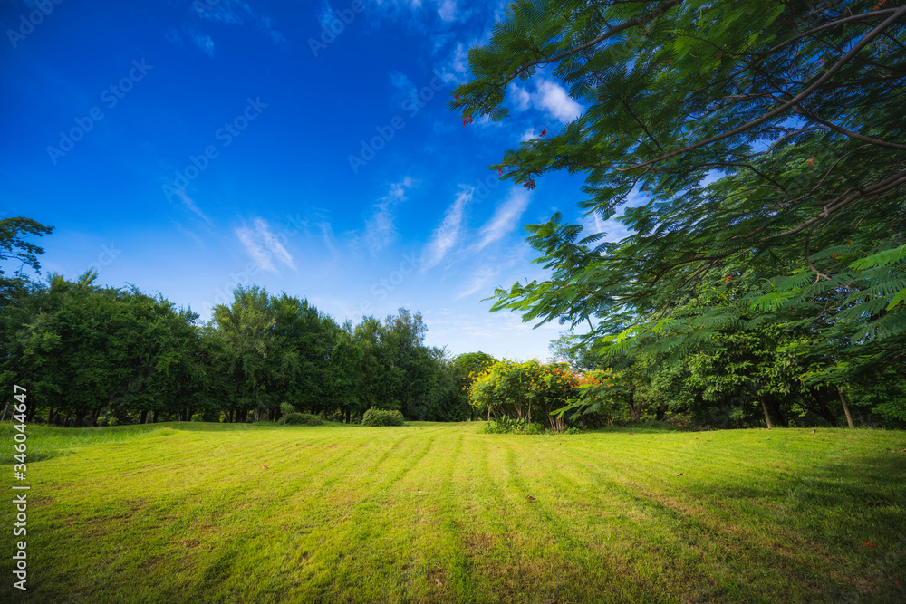 beautiful morning light and blue sky in public park with green grass field.