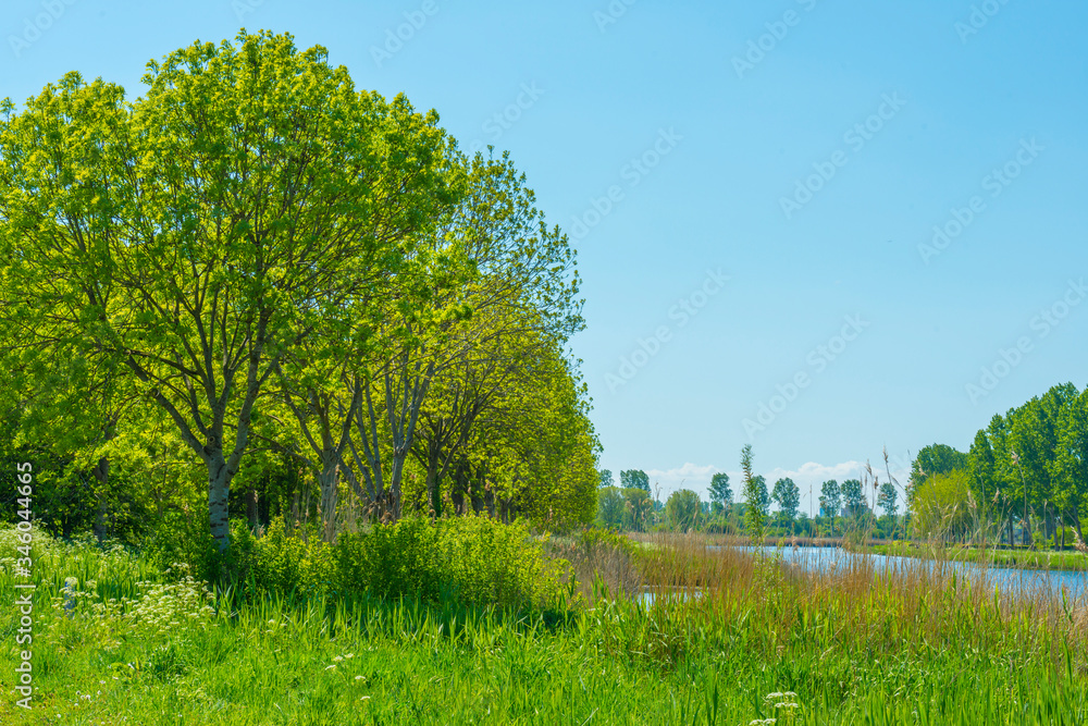 Obraz premium Canal with wild flowers and lush foliage below a blue sky in sunlight in spring