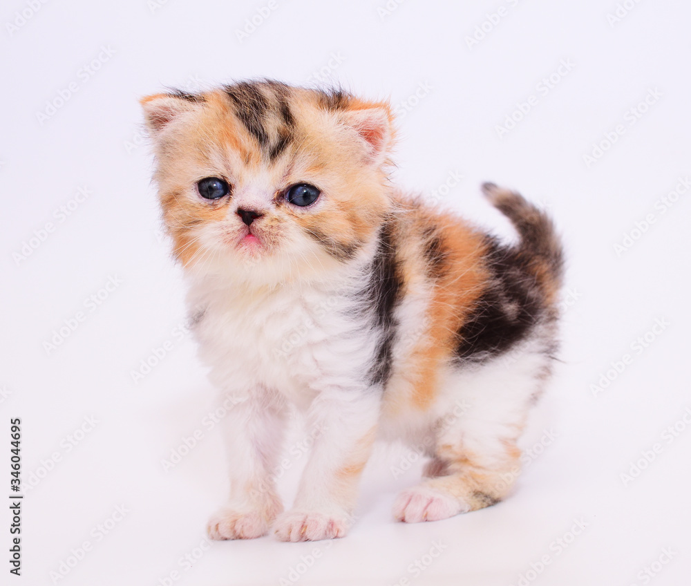 cute persian kitten