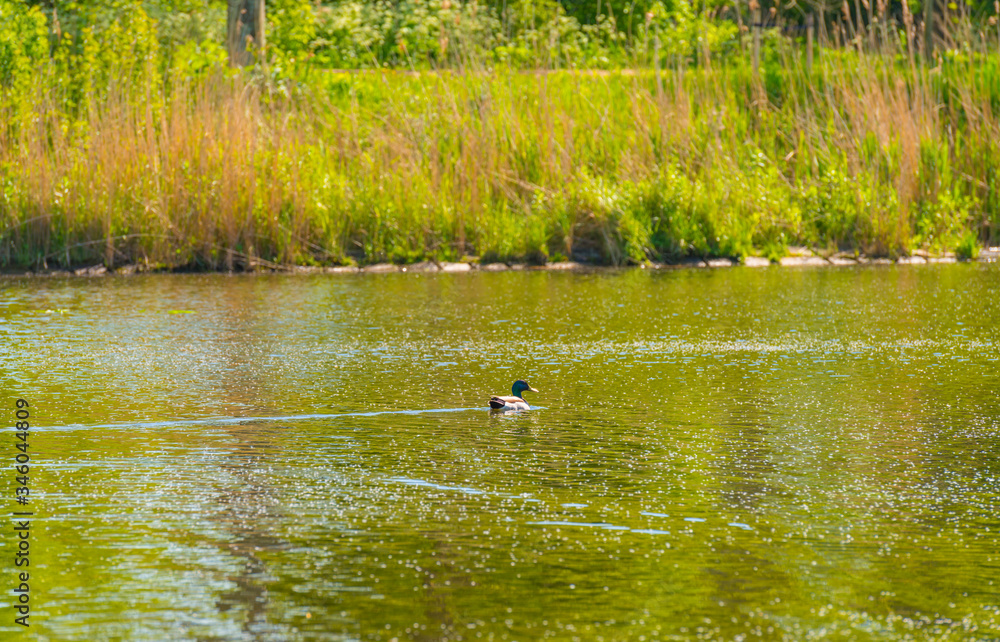 Duck swimming along the shore of a lake in a natural park in sunlight in spring Duck swimming along the shore of a lake in a natural park in sunlight in spring