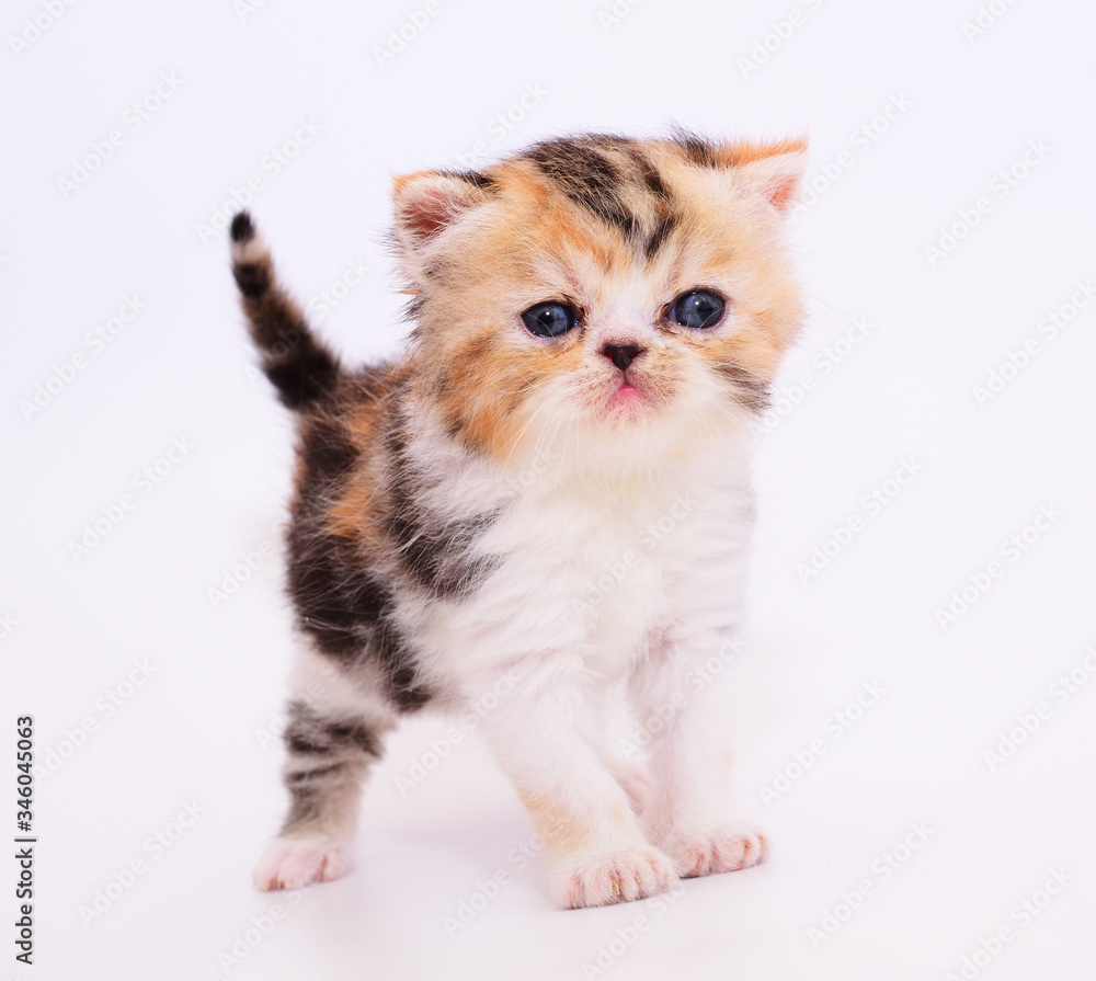 Obraz premium cute persian kitten