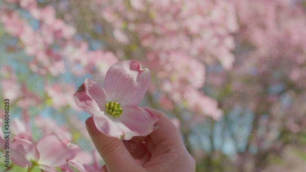 Woman Twirls A Pink Flower Blossom From Gorgeous Tree On Sunny Spring Day Woman Twirls A Pink Flower Blossom From Gorgeous Tree On Sunny Spring Day