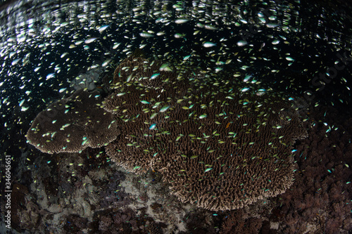 Tiny damselfish swarm above a shallow coral reef in Indonesia as they feed on planktonic organisms. Planktivorous fish abound in this region full of marine biodiversity.