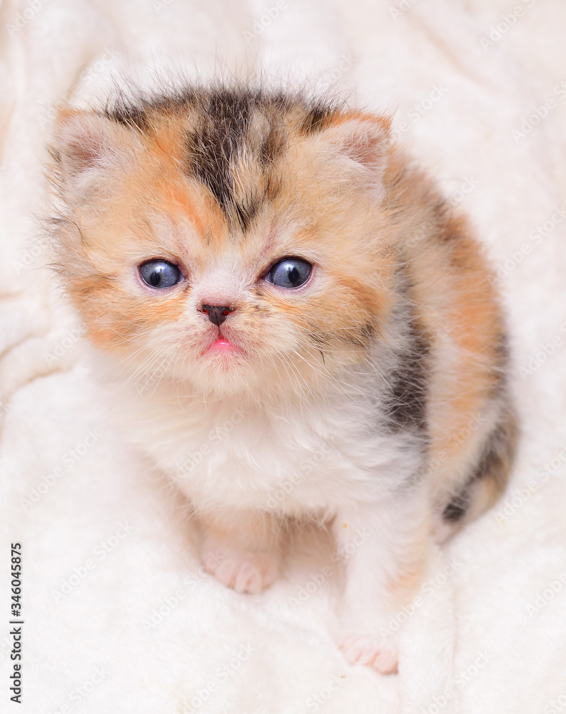 Fototapeta premium cute persian kitten