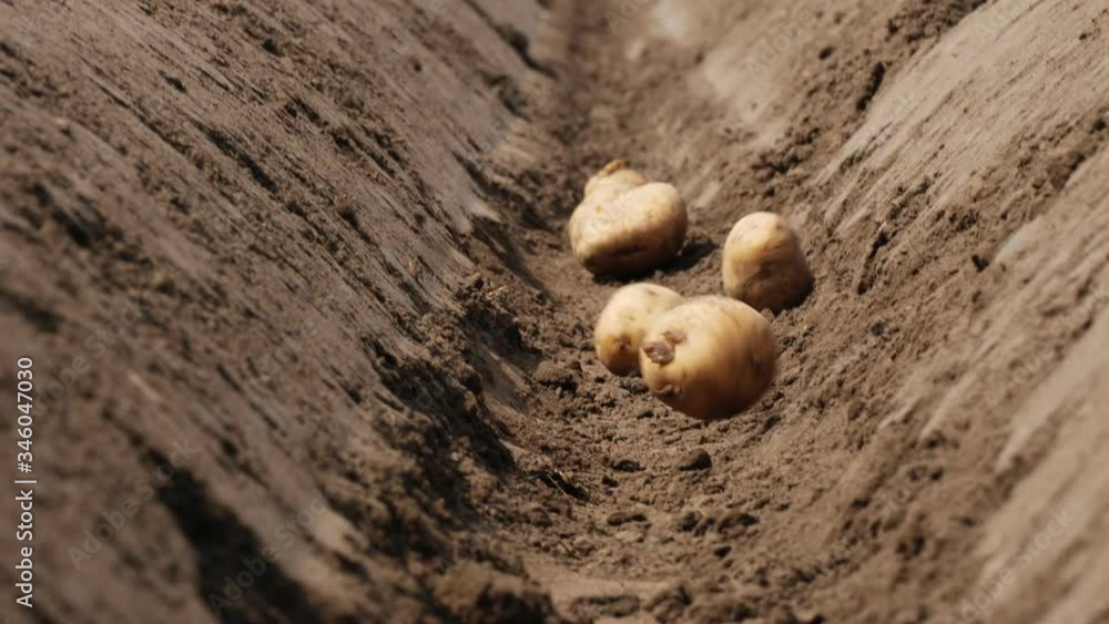 close-up, in a deep furrow in the ground, soil, potato tubers fall. Planting potatoes in spring close-up, in a deep furrow in the ground, soil, potato tubers fall. Planting potatoes in spring