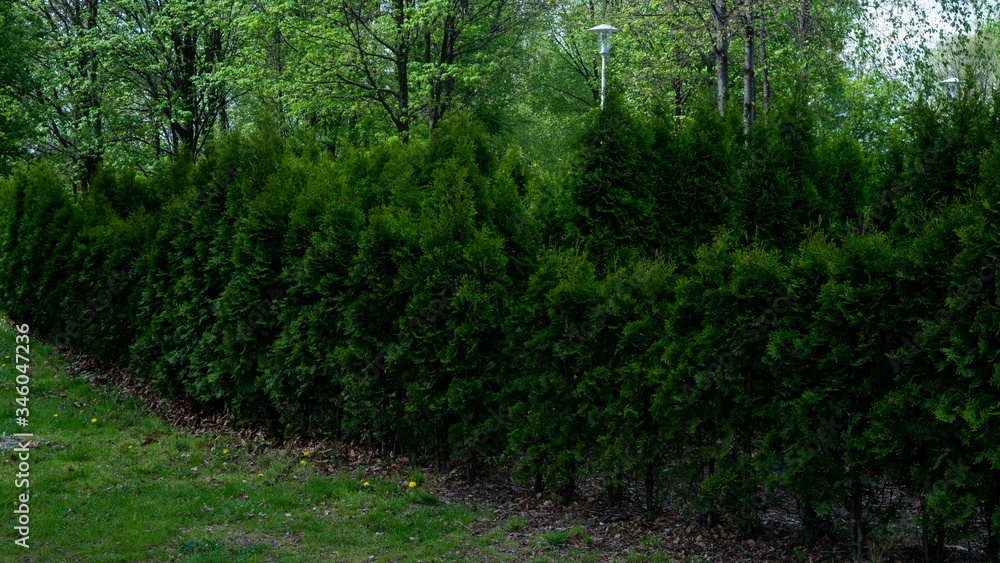 Fototapeta premium Ornamental shrubs in the park.
