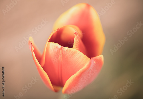 tulip in shallow depth of field is abstract