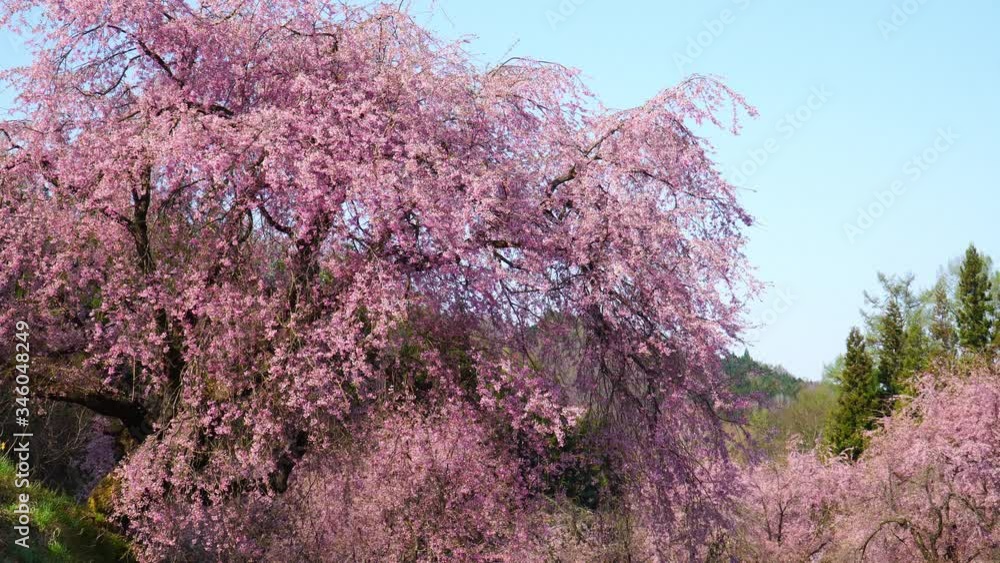 番所の桜