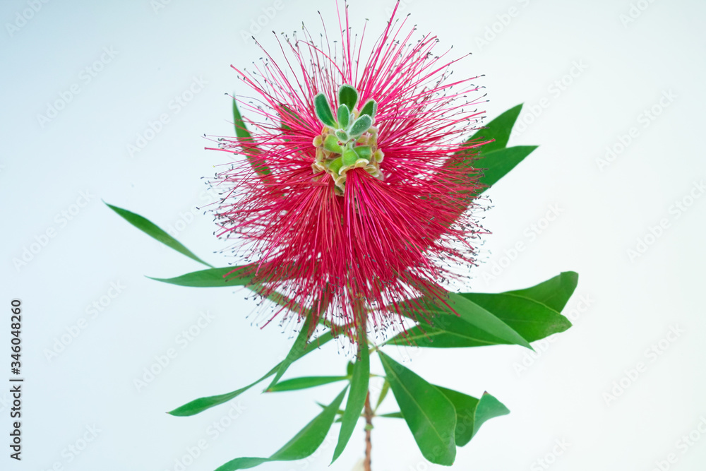 Beautiful red of pohutukawa flower