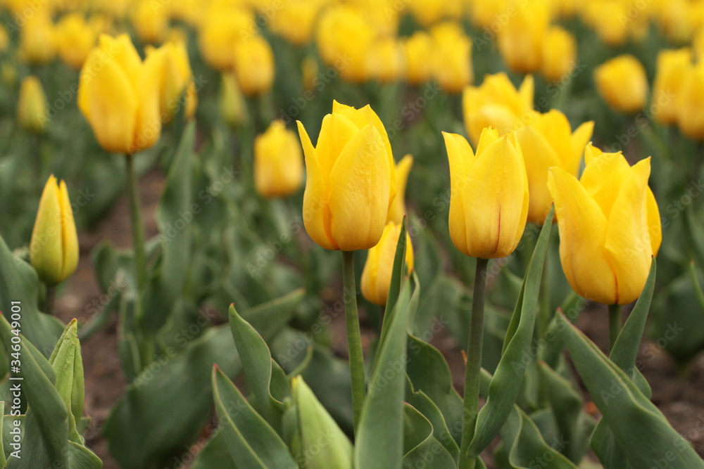 Flowerbed of yellow tulips in the park. Closeup Flowerbed of yellow tulips in the park. Closeup