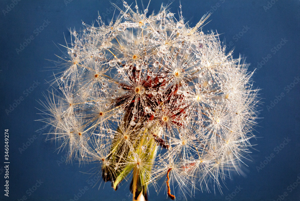 Fototapeta premium dandelion seeds on blue