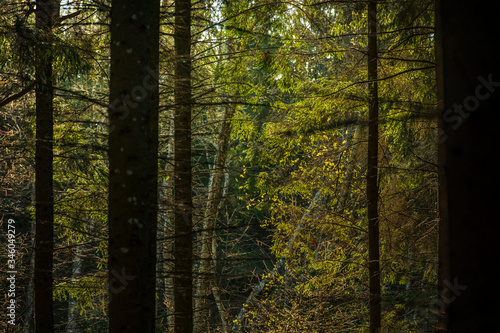 Dark moody forest during sunrise in spring