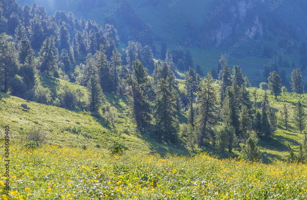 Spring view, mountain flowering valley, alpine meadows