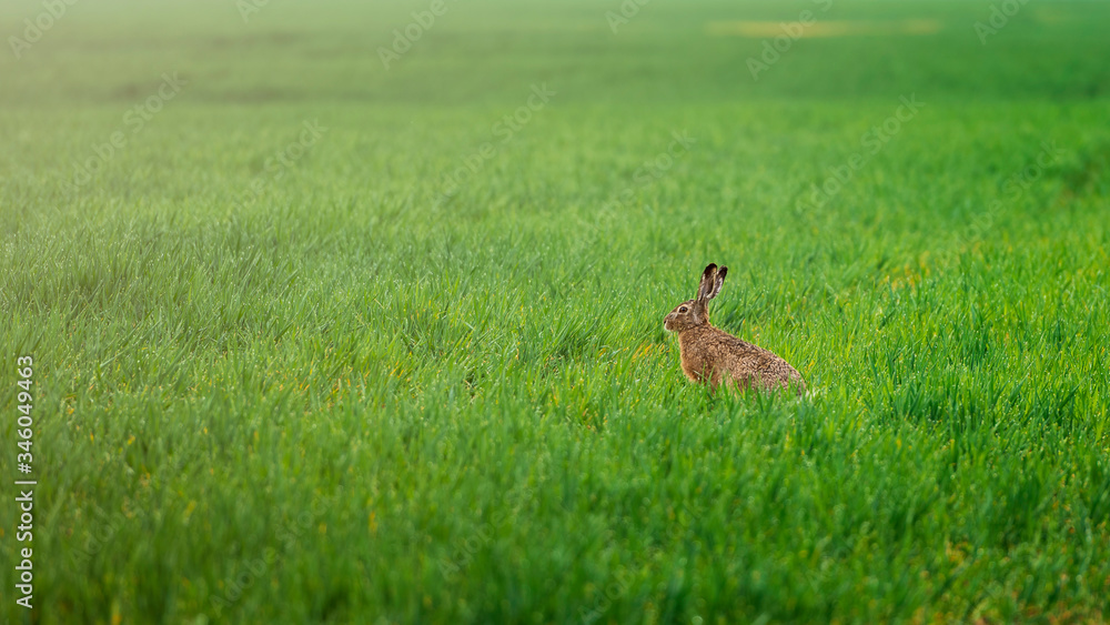 Obraz premium Wild rabbit in green agriculture field during sunrise