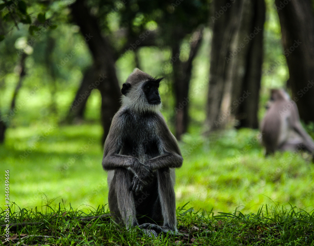 Obraz premium Monkey alone