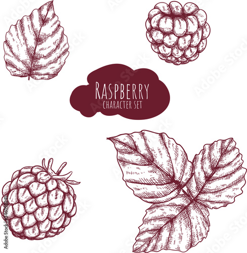 Raspberry hand drawn set