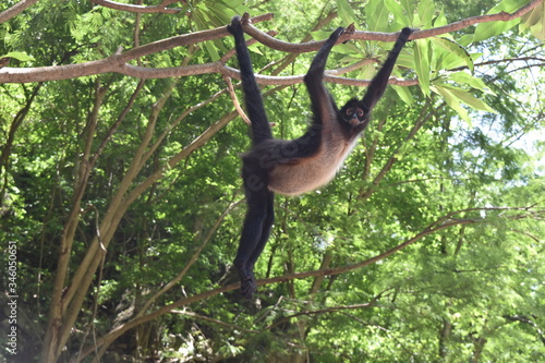 Mono colgando de árbol