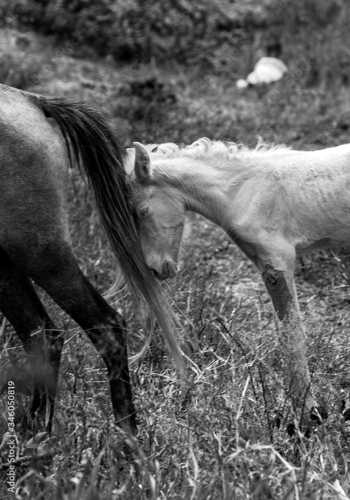 Obraz premium dramatic image of a injured baby horse in the countryside mountains of the dominican republic.