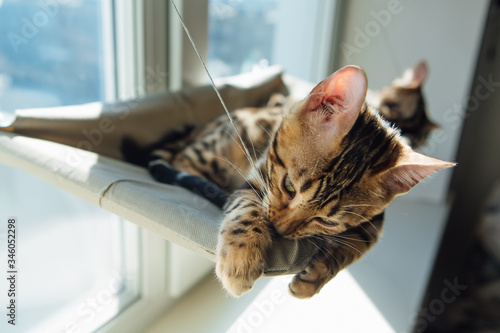 Cute little bengal kitty cat sleeping on the cat's window bed.
