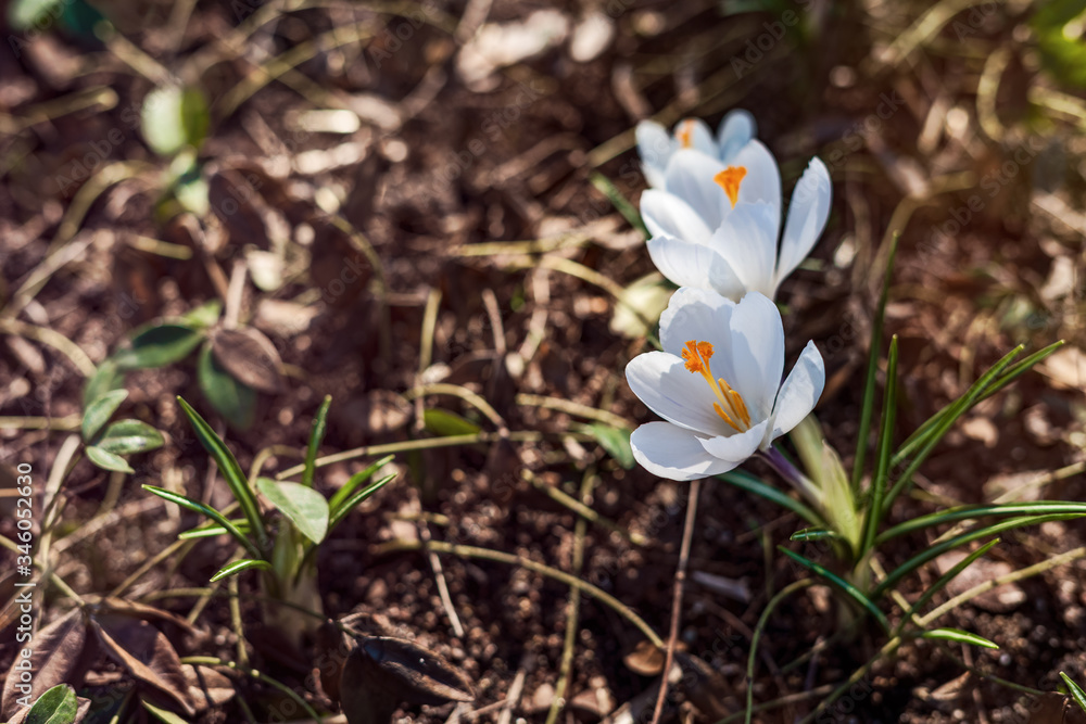 A pair of white flowers with orange centers blooming for the spring weather. A pair of white flowers with orange centers blooming for the spring weather.