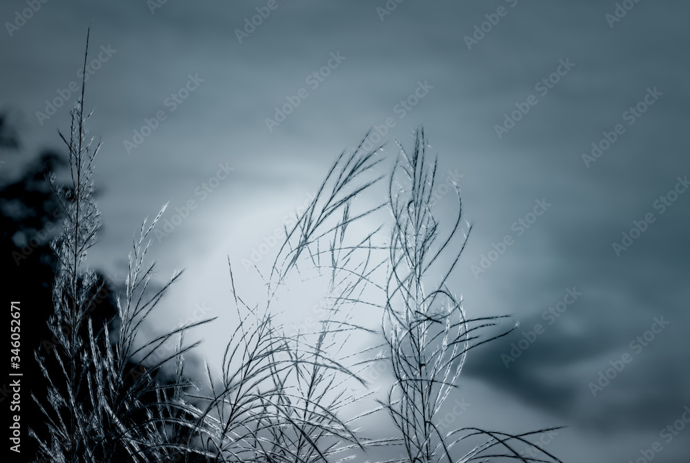 Obraz premium Black and white scene of grass flower with dark sky and sunlight. Dreamy background for sad, dead, hopeless, and despair. Death and sad background. Beauty in nature. Grass flower field on blurred sky.