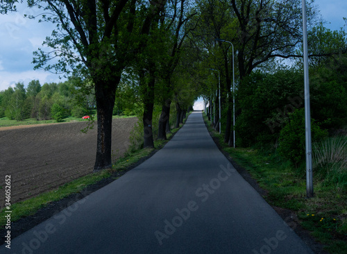 Fototapeta Naklejka Na Ścianę i Meble -  
A narrow asphalt road up among the trees