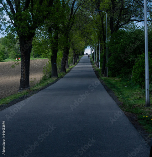  A narrow asphalt road up among the trees