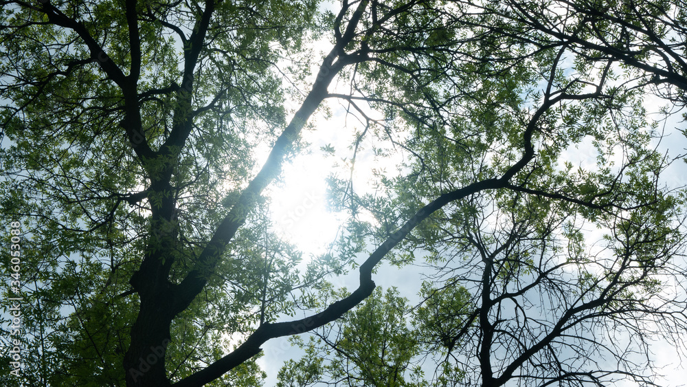 Fototapeta premium Branches of trees against the sky.