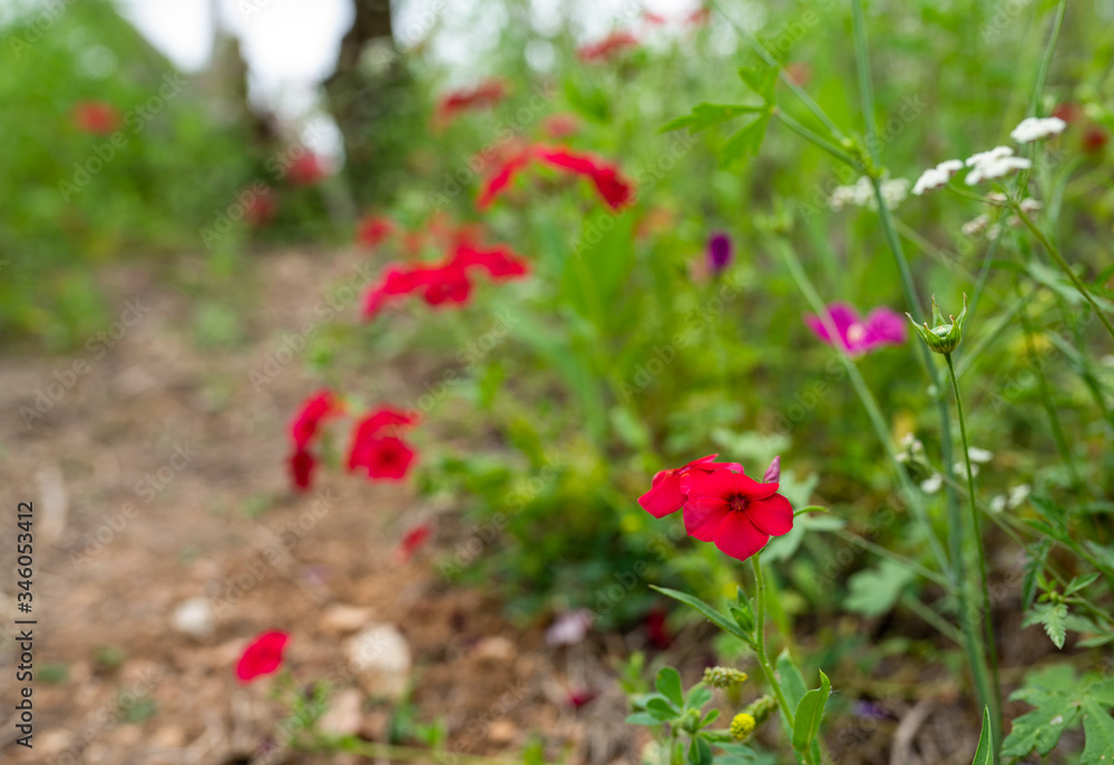 red phlox wildflowers in Texas Hill Country red phlox wildflowers in Texas Hill Country