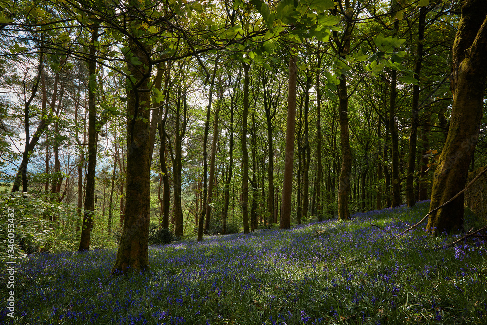 Obraz premium Bluebell woodland wild meadow spring time scene high peak