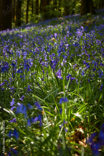 wild bluebell closeup beauty scene  