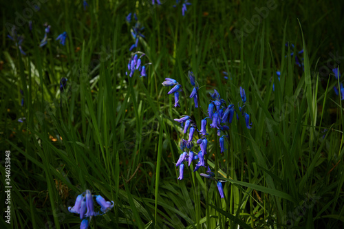 wild bluebell closeup beauty scene  