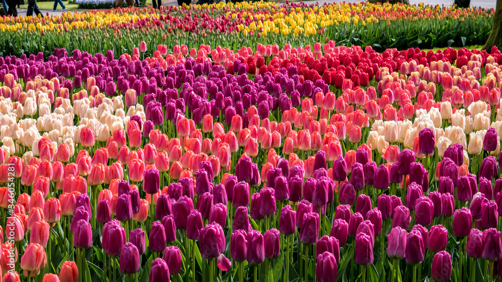 Colorful tulip garden in full bloom in Amsterdam, Netherlands