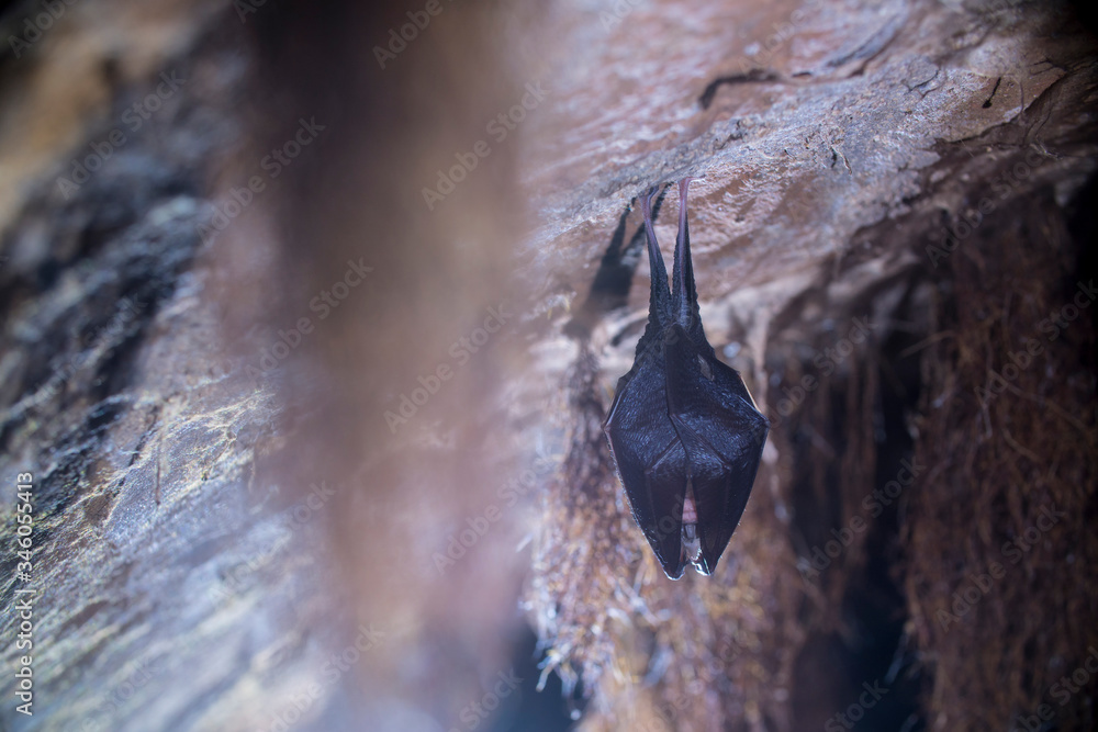 Close up small lesser horseshoe bat covered by wings, hanging upside down on top of by roots growth arched cellar while hibernating. Creative wildlife take. Creatively illuminated blurry background. Close up small lesser horseshoe bat covered by wings, hanging upside down on top of by roots growth arched cellar while hibernating. Creative wildlife take. Creatively illuminated blurry background.