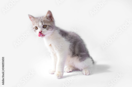 Scottish Fold kittens are sitting on white background. Portrait of the white kittens are sitting for look something.