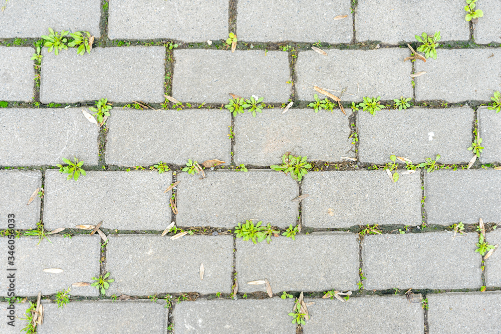 Green grass sprouted between the old cement beech Green grass sprouted between the old cement beech