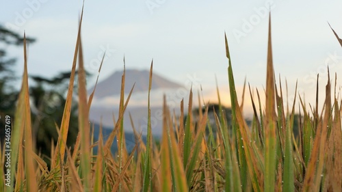 yellow rice plants in rice fields with a mountain background and white clouds. Photo contains soft focus, film grain and artifacts.