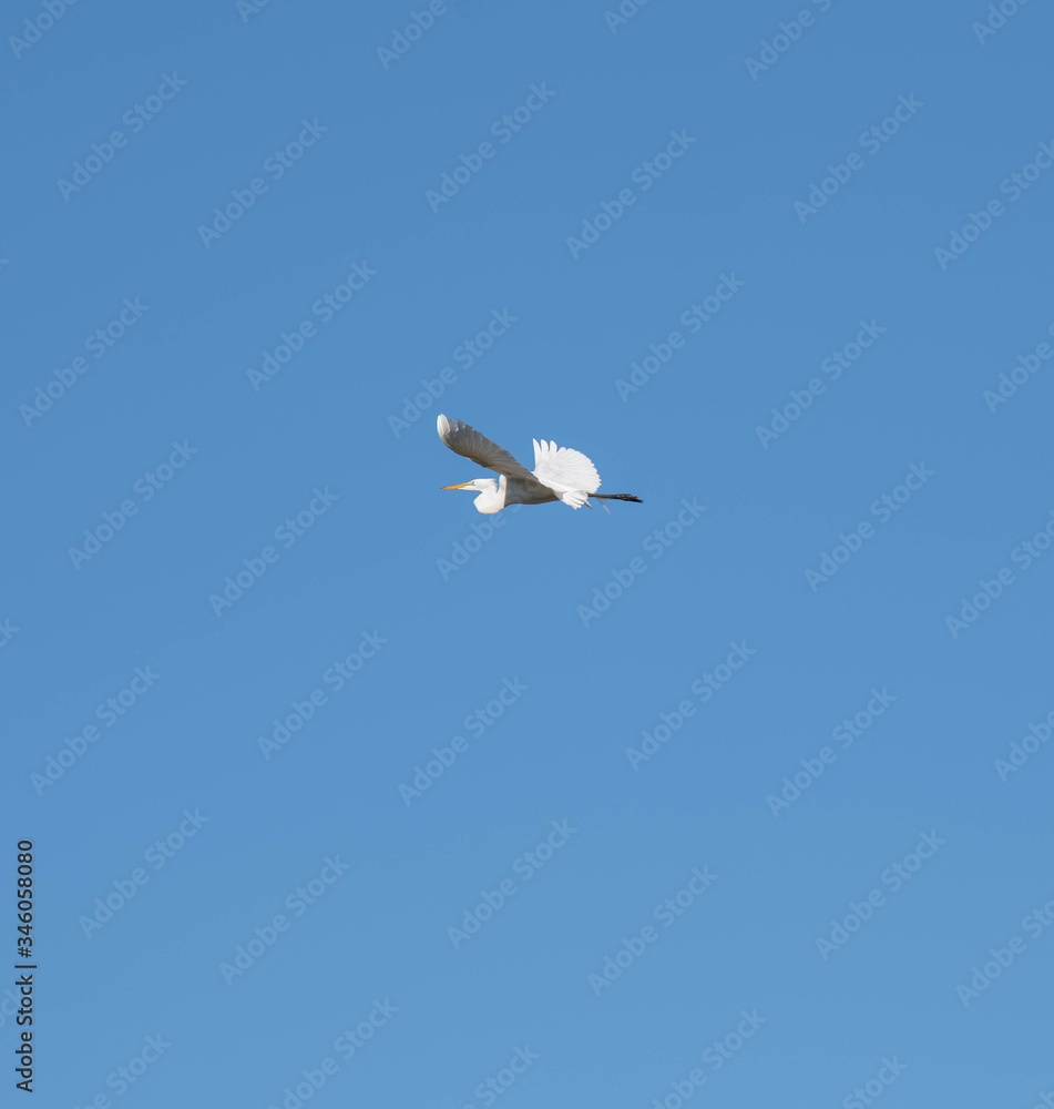 heron flying in the sky