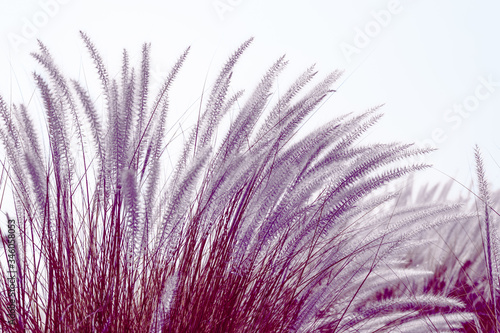 Imperata cylindrica Beauv grass in nature agent blue sky