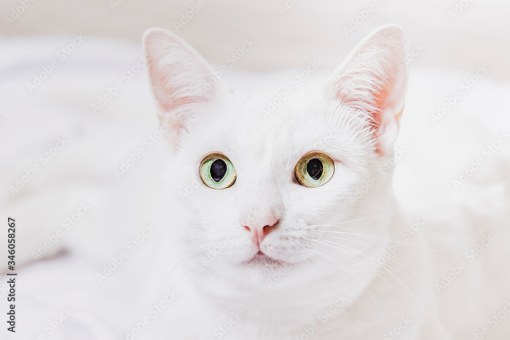 white cat portrait